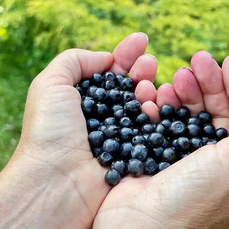 Serendipity Eesti Panzió Jaagupi