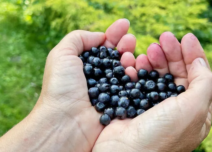 Serendipity Eesti B&B Jaagupi